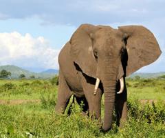 La caza furtiva puede acabar con los elefantes de Tanzania en seis años
